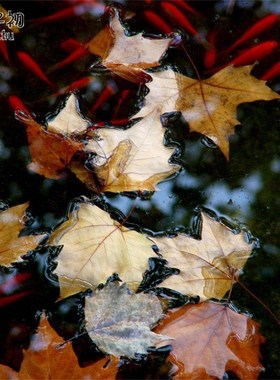 梧桐叶天然真树叶枫叶装饰布景摄影道具干树落叶儿童diy手工材料