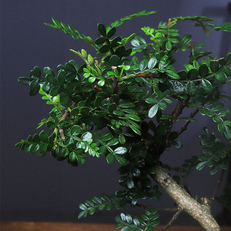 清香木盆栽老桩室内桌面植物办公室绿植好养胡椒木驱蚊提神盆景