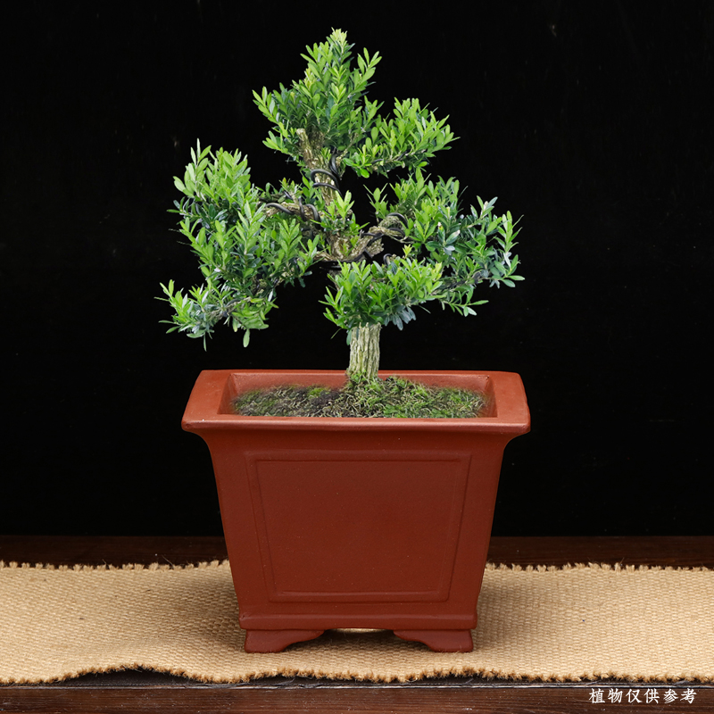 精品紫砂花盆仿古四方长方形盆景盆马槽简约陶瓷老桩古典室内