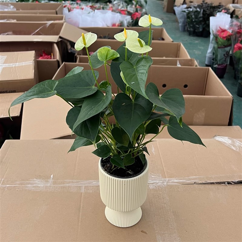 绿掌黄掌婉尼拉红掌水培植物室内花卉绿植盆栽四季开花好养活