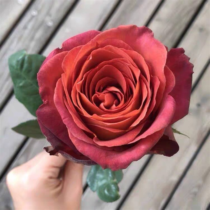 咖啡时间月季花苗大花浓香盆栽耐热抗病阳台庭院复色玫瑰高大直立