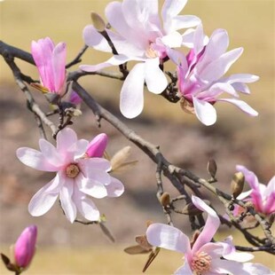 星花玉兰玫瑰粉黛皇家之星睡莲桃花姬 日出丹馨 耐寒庭院花园乔木