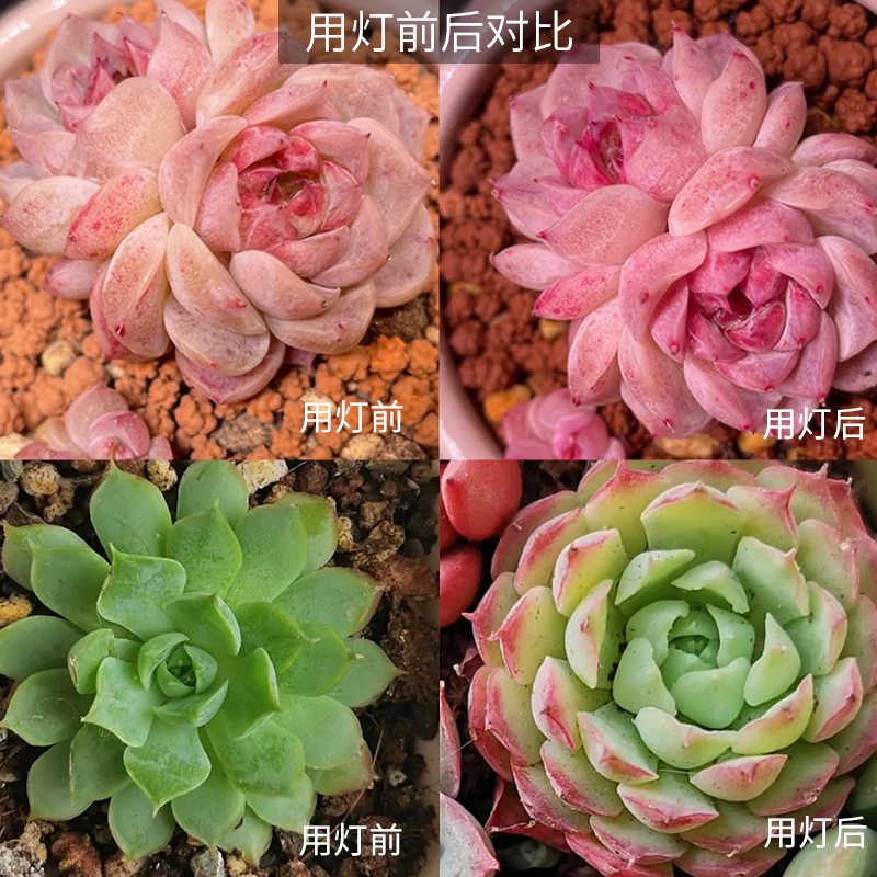 光联天下多肉补光射灯光源led全光谱E27螺口灯泡自然光植物生长灯