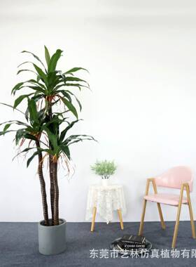 仿真铁树20230727绿酒店客内厅室大型落地植物装饰植花草盆栽巴西