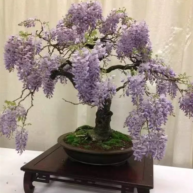抗寒紫藤花树苗爬藤植物庭院围墙四季盆栽花苗绿植花卉藤蔓紫藤萝