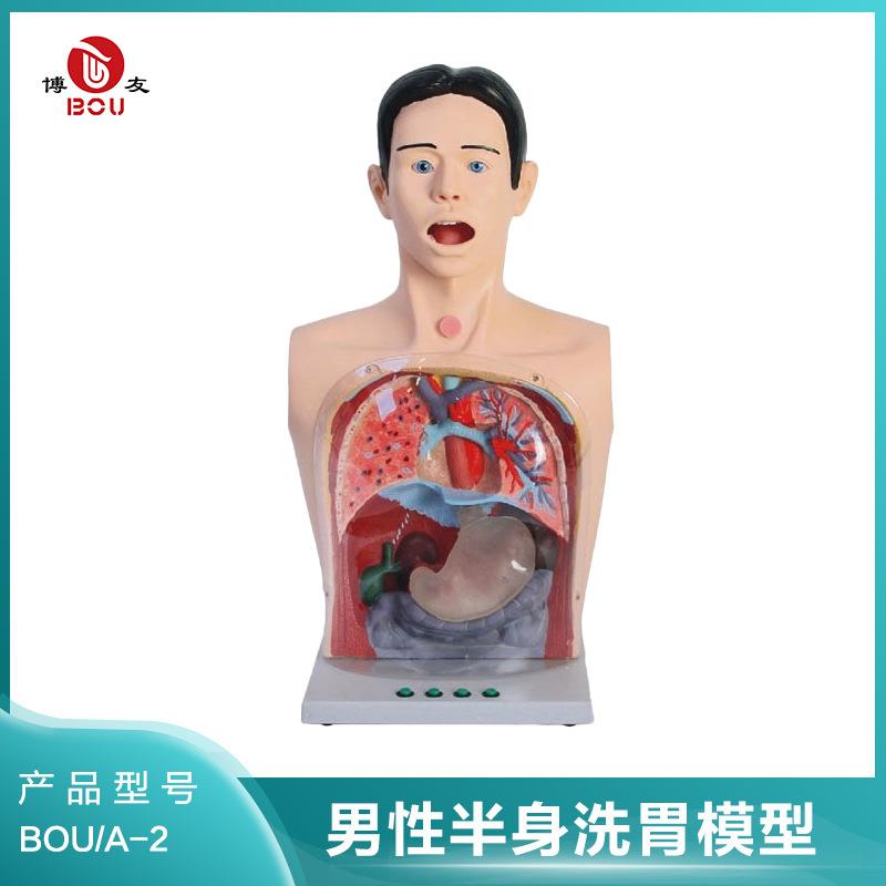 博友男性半身洗胃模型 男性胃肠减压经口鼻洗胃器洗胃法模拟人