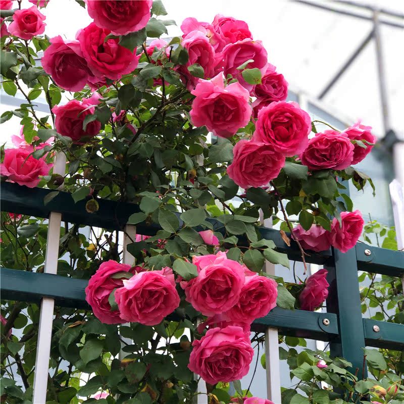 爬藤月季 大U行 藤本月季玫瑰花苗花卉阳台庭院蔷薇苗绿植物花卉
