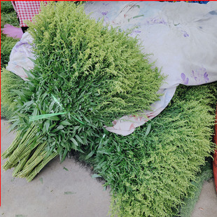 20支黄莺草新鲜花束配叶水养鲜切花客厅装饰