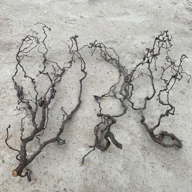 干树枝家庭装饰 一物一拍 龙枣树摆件插花干枝山水造型客厅