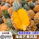 海南正宗芒果凤梨树熟大果香甜多汁热带新鲜水果礼盒顺丰 包邮