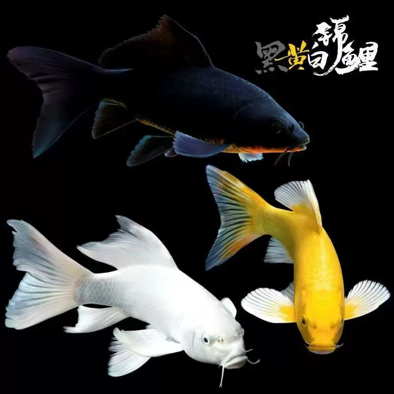 白金锦鲤黄金龙凤观赏鱼
