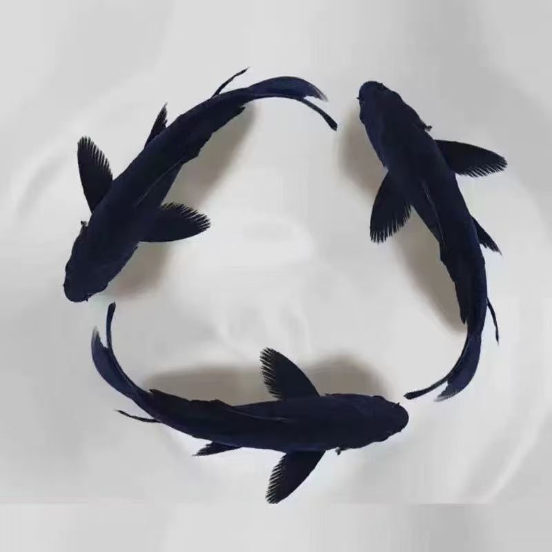 好养耐活小鱼苗自来水观赏鱼