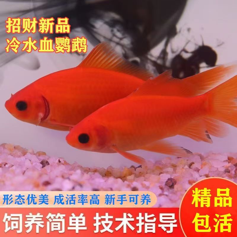 血鹦鹉鱼淡水鱼好养不加热
