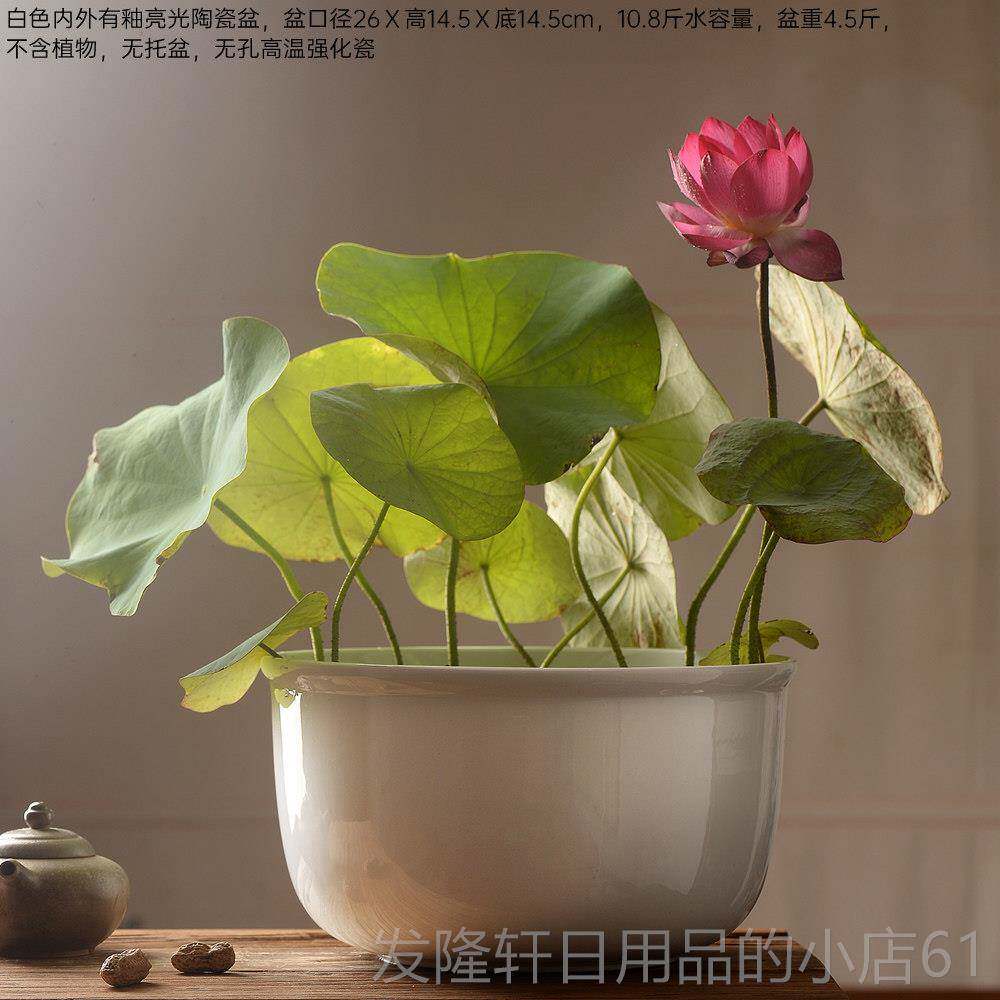 高档香氏培花盆白色陶瓷水简约碗莲铜草荷花无孔水金鱼缸大钱号小