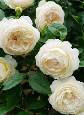 克莱尔奥斯汀月季大苗盆栽藤本爬藤白色蔷薇浓香阳台庭院花卉植物