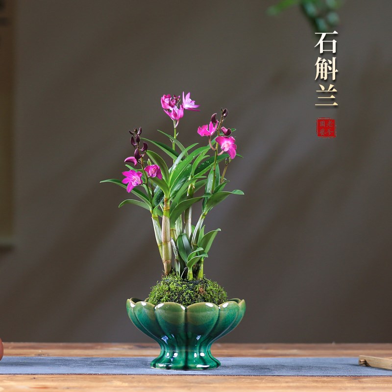 香水石斛兰室内花卉桌面开花植物摆件兰花盆栽办公室绿植水培植物