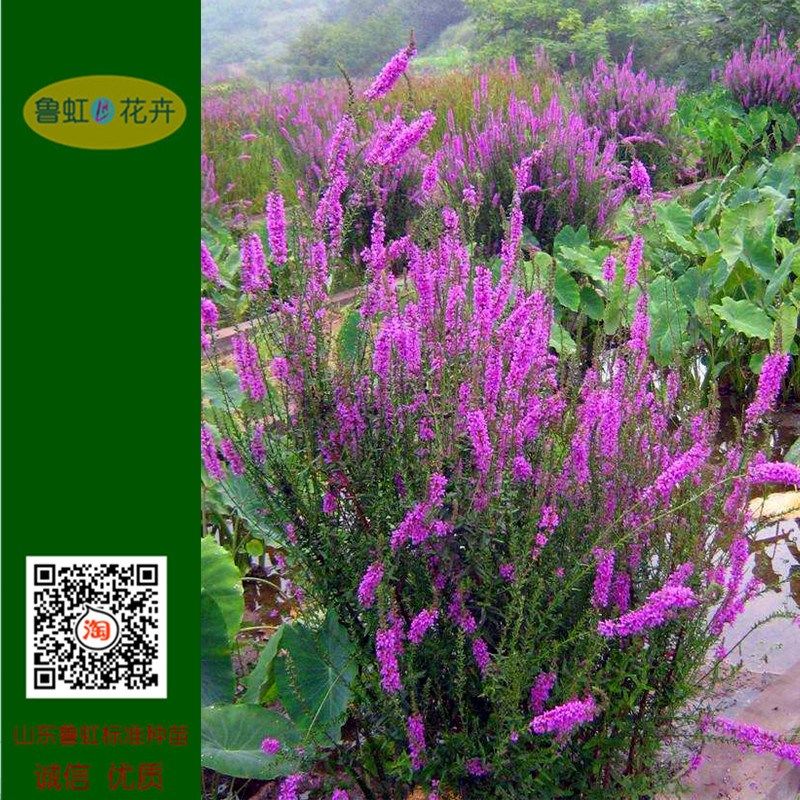 千屈菜花水柳盆栽苗    多年生水生或地栽耐寒耐热宿根花卉