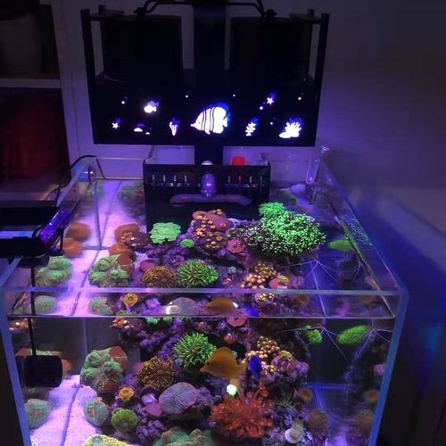 DIY蚂蚁海缸灯全自动日出日落LED海水珊瑚灯 微缸灯 全光谱60方缸
