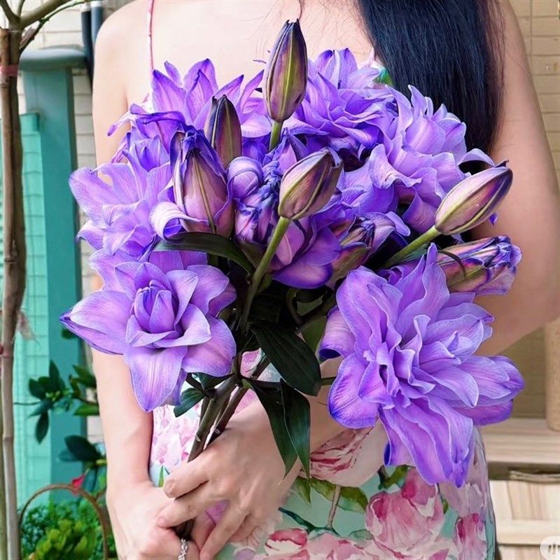 进口紫霞仙子重瓣香水百合鲜花家居插花水养花期长节日送花花束