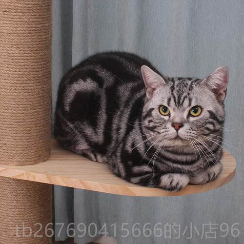高档猫奴顶天立地猫爬架通天咪通柱天柱实猫架猫子猫窝一体木猫树