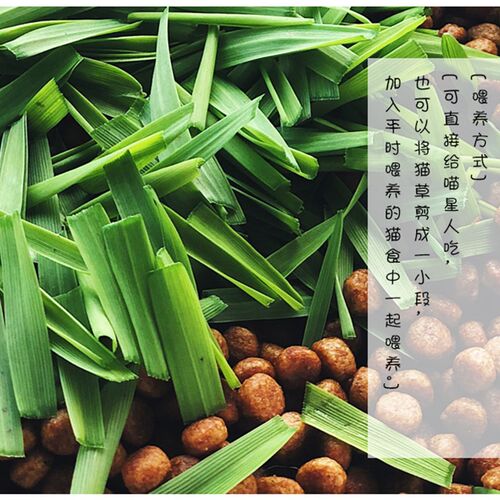 即食新鲜猫草盒懒人猫草已种好猫薄荷猫零食无需种植化毛去毛球