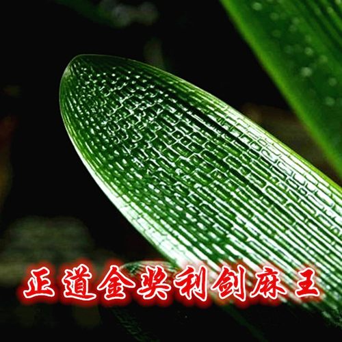 长春正道精品君子兰 中华利剑麻王塔座 国兰小苗坑纹油匠技师大桥