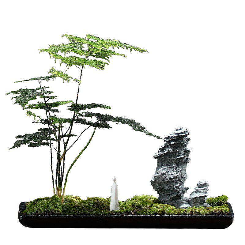 创意办公室摆件微景观文竹苔藓水培花盆景绿植客厅茶室桌面装饰品
