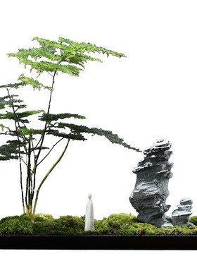 创意办公室摆件微景观文竹苔藓水培花盆景绿植客厅茶室桌面装饰品