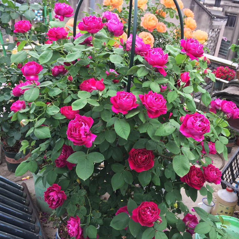 紫袍玉带大花浓香藤本月季花苗阳台玫瑰花卉盆栽花园围墙爬藤蔷薇
