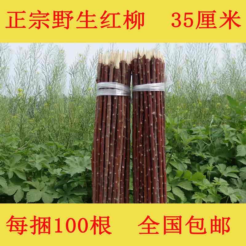 野生红柳签子35cm100根烤肉烧烤红柳枝羊肉串签子新疆正宗红柳木