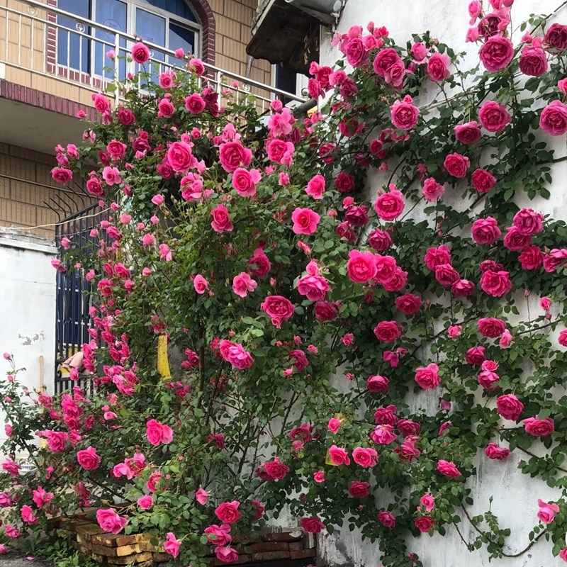 大游行月季花四季开花蔷薇花苗大花浓香爬藤植物花卉藤本月季欧月