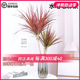 水培植物七彩铁千年木龙血树客厅绿植小树苗水养带根办公室桌面