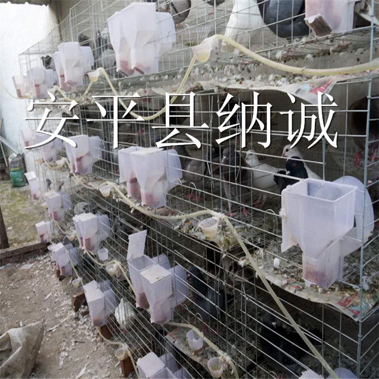 3层12位加粗鸽笼 肉鸽配对养殖笼具 立式横拉门白鸽笼具 铁丝鸽笼