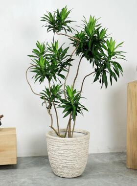 仿水泥花盆轻奢高级感北欧特大号口径孟加拉榕百合竹绿植盆栽镁泥
