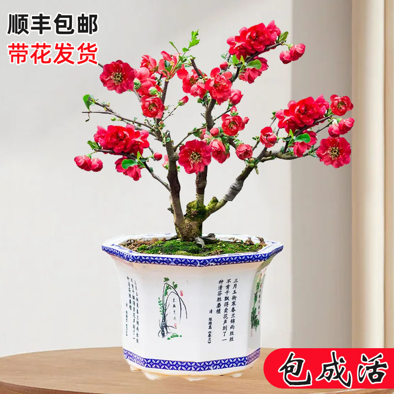 海棠花盆栽树苗盆景重瓣老桩庭院绿植物室内四季花卉开花好养