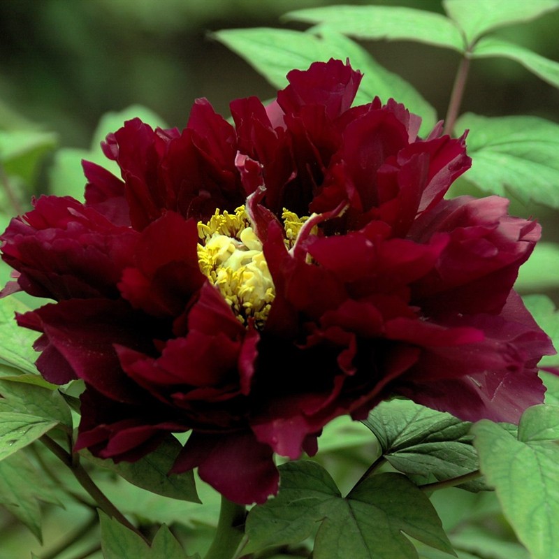 牡丹花树苗大苗大型正宗洛阳观赏重瓣花卉庭院牡丹花苗盆栽牡丹王