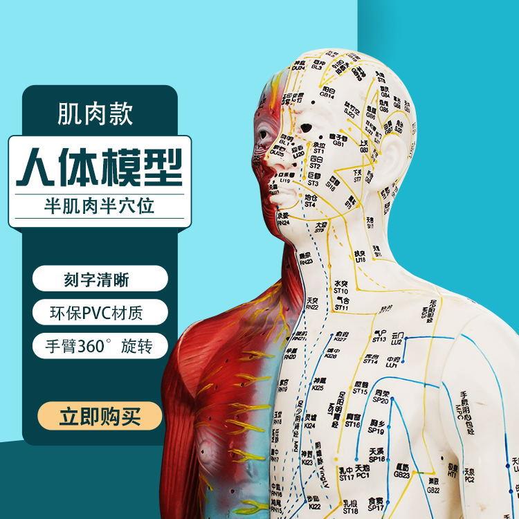 人体模型穴位模型85cm大体模型肌肉款模型刻字模特半肌肉半穴位模