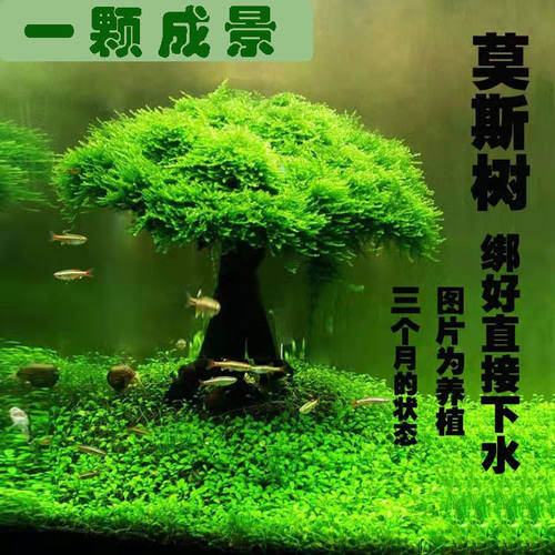 莫斯树鱼缸树真树沉木水草懒人造景无需底沙大蘑菇头鱼缸造景摆件