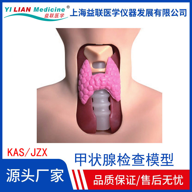 甲状腺检查模型颈部甲状腺检查甲状腺结节甲状腺病变模型