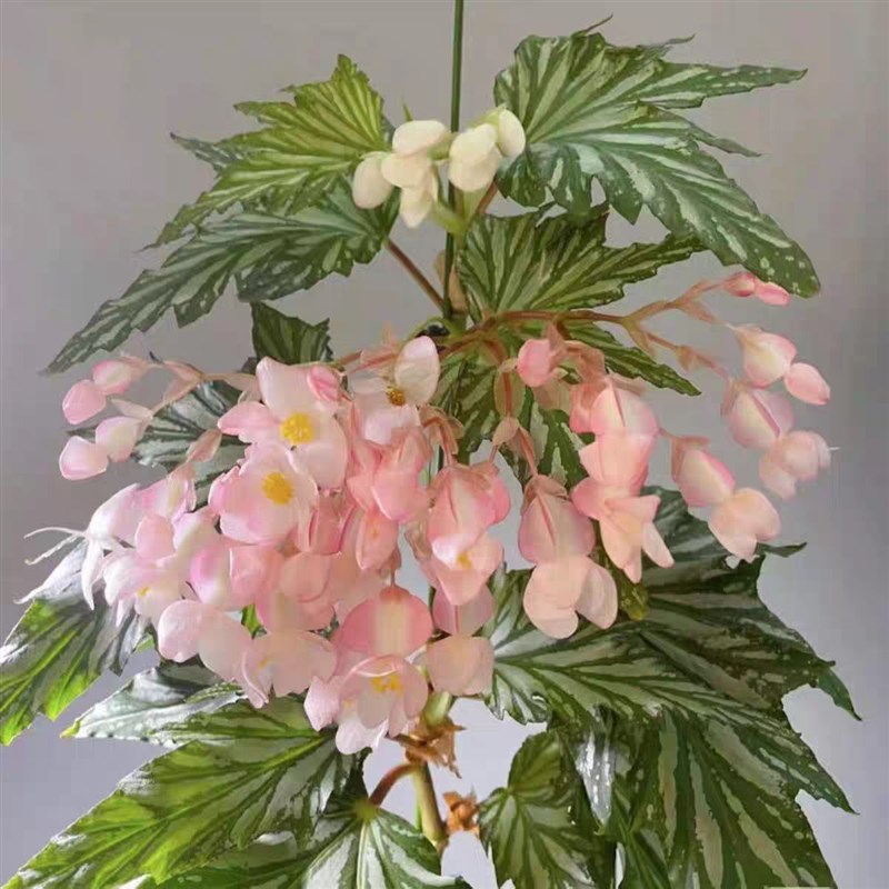 乌头杂秋海棠盆栽绿植竹节彩叶芋海芋鲜花海棠花卉水培观叶植物