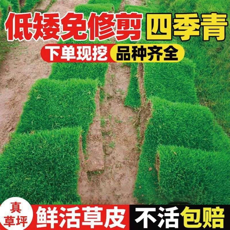 草皮真草坪带泥土别墅花园绿化四季青庭院百慕大果岭草耐寒耐踩踏