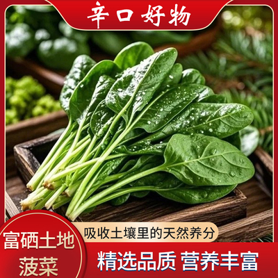 天津辛口镇现摘菠菜新鲜绿叶菜时令菠菜时令蔬菜火锅食材农家菠菜
