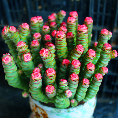 超大盆彩色钱串锦粉色多肉植物稀少品种老桩办公桌美观盆栽绿植花