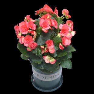 重瓣丽格海棠花盆栽室内阳台四季开花不断好养易活净化空气防辐射