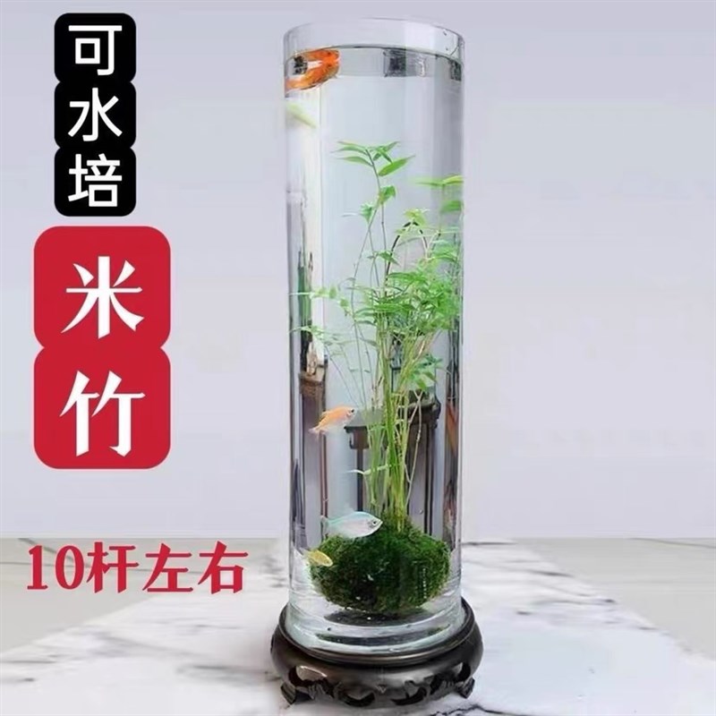 翡翠观音竹苔藓球米竹水培款配玻璃瓶造盆景盆栽绿植花卉水培植物