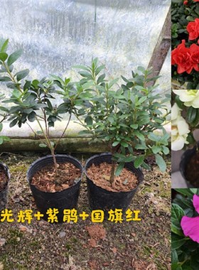 绿色光辉 杜鹃花]精美绿色 盆栽花卉比利时杜鹃多季鹃