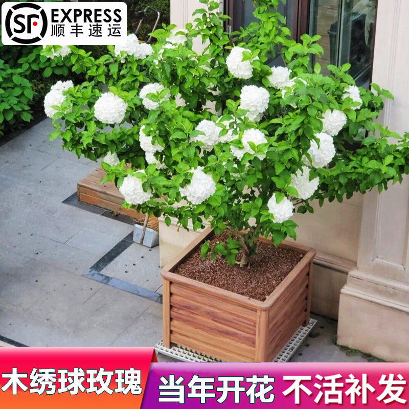 欧洲木绣球玫瑰大苗大花白球盆栽别墅庭院地栽丛生棒棒糖耐寒耐热