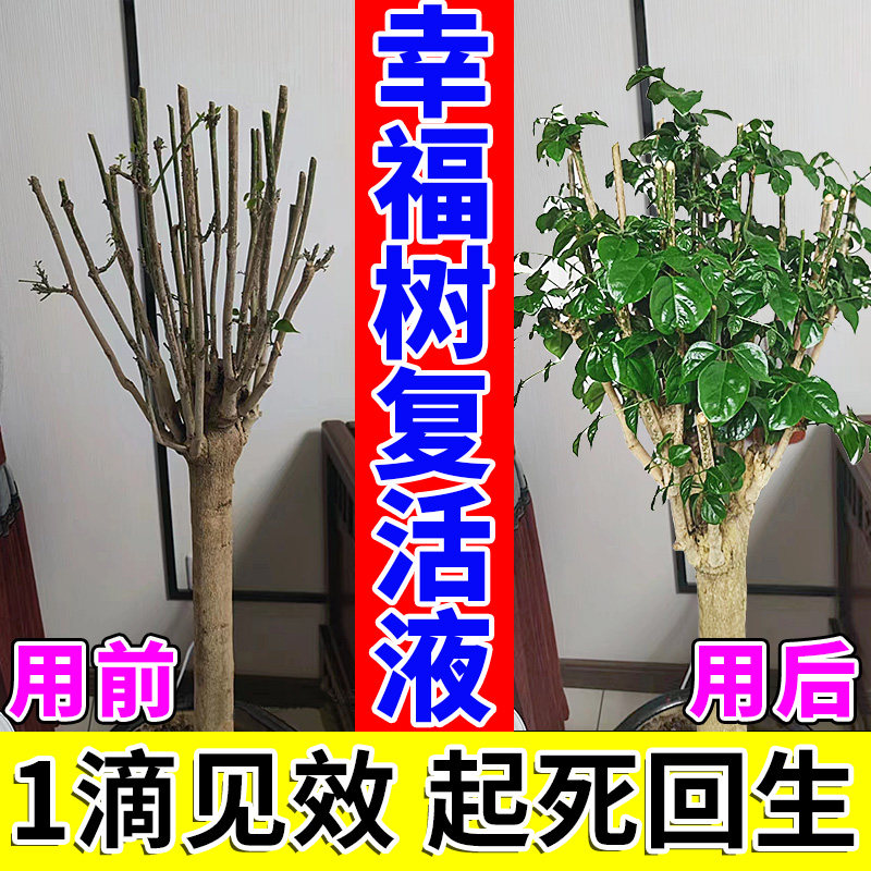 幸福树复活液养花专用营养肥料植物黑斑叶斑病干枯落叶子生根药水