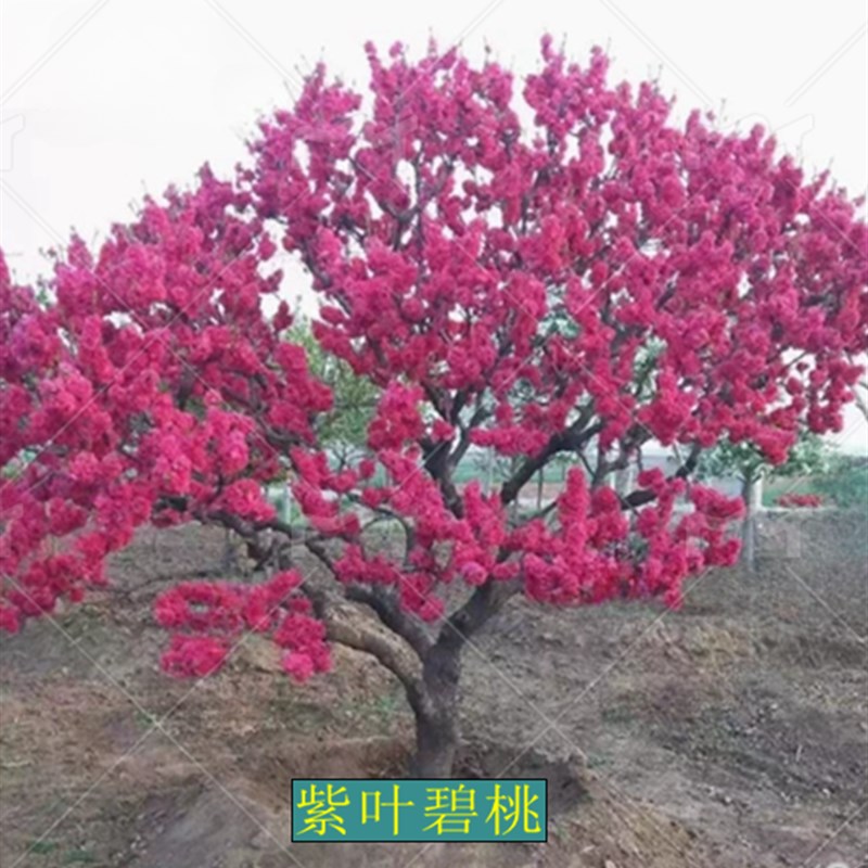 庭院观赏桃花红叶碧桃树苗紫叶碧桃苗盆栽花卉紫叶桃别墅风景树