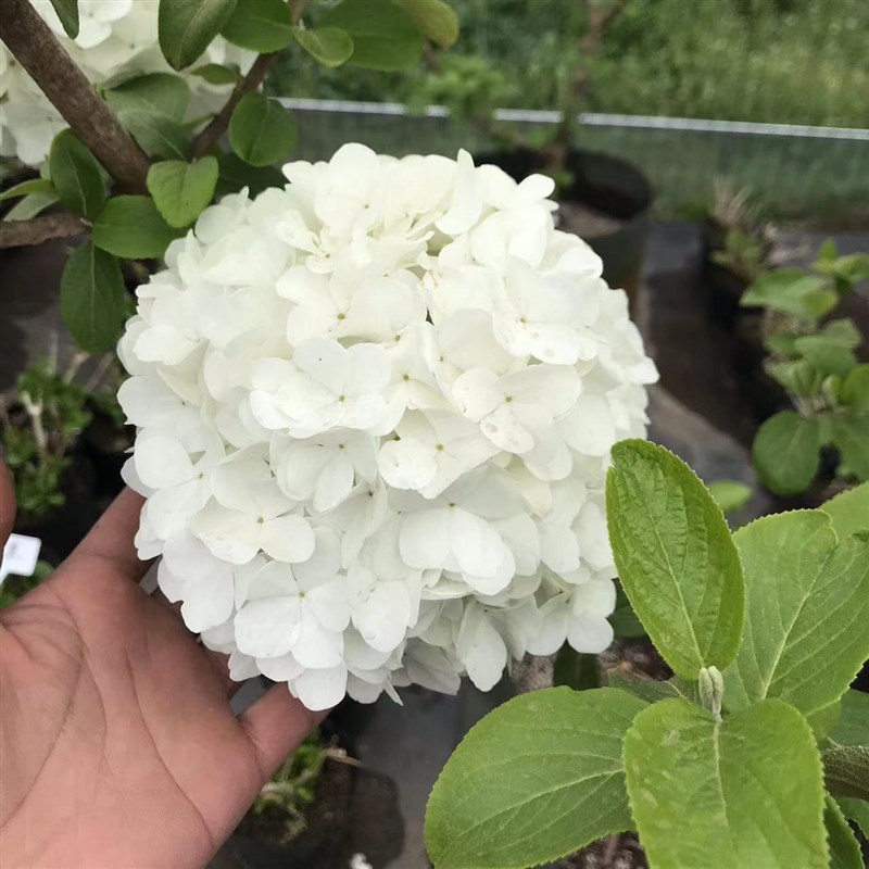 木本欧洲玫瑰绣球树苗中华木绣球大花斗球室内外庭院盆栽地栽花卉